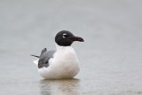 _MG_8034 Laughing Gull.jpg