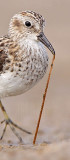 _MG_7084crop Least Sandpiper.jpg