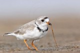 _MG_8152 Piping Plover.jpg