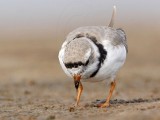 _MG_8266 Piping Plover.jpg