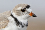 _MG_8862crop Piping Plover.jpg