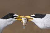 _MG_0520 Least Tern.jpg