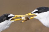 _MG_0521 Least Tern.jpg