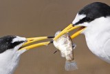 _MG_0522 Least Tern.jpg