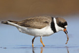 _MG_1361 Semipalmated Plover.jpg