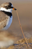 _MG_3728crop Semipalmated Plover.jpg