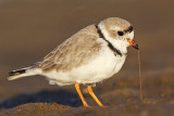 _MG_4543 Piping Plover.jpg