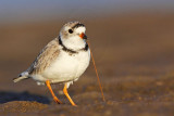 _MG_4544 Piping Plover.jpg