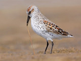 _MG_9557 Western Sandpiper.jpg