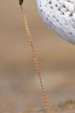 _MG_9557crop2 Western Sandpiper.jpg