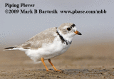 _MG_8253-4 Piping Plover.gif