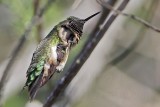 _MG_7652 Ruby-throated Hummingbird.jpg