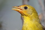 _MG_7926 Western Tanager.jpg