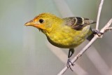 _MG_7999 Western Tanager.jpg