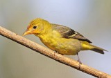 _MG_8232 Western Tanager.jpg
