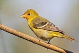 _MG_8257 Western Tanager.jpg