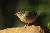_MG_8631 Worm-eating Warbler.jpg
