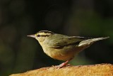 _MG_8646 Worm-eating Warbler.jpg
