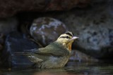 _MG_8723 Worm-eating Warbler.jpg