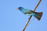 _MG_8942 Indigo Bunting.jpg