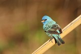 _MG_9040 Indigo Bunting.jpg