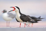 _MG_9255 Black Skimmer.jpg
