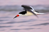 _MG_9431 Black Skimmer.jpg