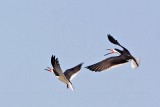 _MG_0979 Black Skimmer.jpg