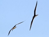 _MG_0988 Black Skimmer.jpg