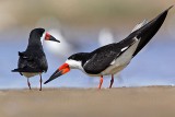 _MG_9330 Black Skimmer.jpg