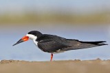 _MG_9402 Black Skimmer.jpg