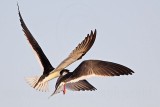 _MG_6495 Black Skimmer.jpg