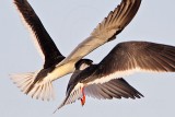 _MG_6495crop Black Skimmer.jpg