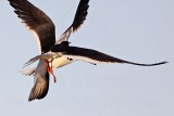 _MG_6497 Black Skimmer.jpg