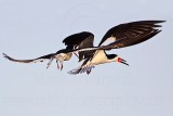 _MG_6498 Black Skimmer.jpg