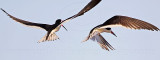 _MG_6499 Black Skimmer.jpg