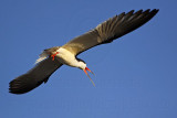 _MG_6507 Black Skimmer.jpg