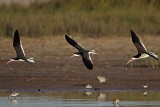 _MG_6751 Black Skimmer.jpg