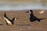 _MG_6814 Black Skimmer.jpg