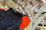 _MG_2781 Western Diamondback Rattlesnake & Red-winged Blackbird.jpg