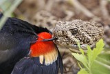 _MG_2964 Western Diamondback Rattlesnake & Red-winged Blackbird.jpg