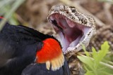 _MG_3015 Western Diamondback Rattlesnake & Red-winged Blackbird.jpg