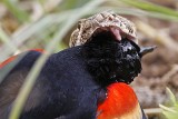 _MG_3061 Western Diamondback Rattlesnake & Red-winged Blackbird.jpg