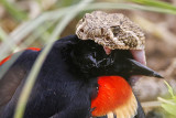 _MG_3084 Western Diamondback Rattlesnake & Red-winged Blackbird.jpg