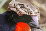 _MG_3113crop Western Diamondback Rattlesnake & Red-winged Blackbird.jpg