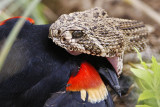 _MG_3139 Western Diamondback Rattlesnake & Red-winged Blackbird.jpg