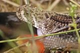 _MG_3476 Western Diamondback Rattlesnake & Red-winged Blackbird.jpg