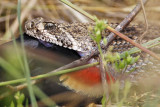 _MG_3500 Western Diamondback Rattlesnake & Red-winged Blackbird.jpg