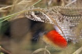 _MG_3573 Western Diamondback Rattlesnake & Red-winged Blackbird.jpg