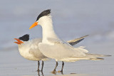 Royal Tern.jpg